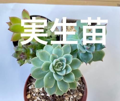 �����A�� �����c�Z�b�g?�A���o�r���[�e�B×�`�����G���V�X�A��a�тȂ�? �����c