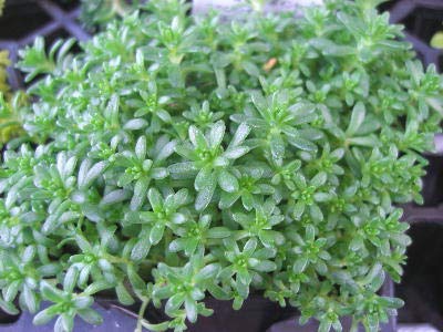 芝生代わりのおすすめグランドカバー8選 乾燥や踏み付けに強いのは グランドカバー研究室