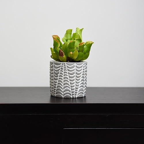 Sarracenia purpurea subsp. venosa - Half-Hardy Perennial - Richly Veined Pitcher Houseplant - Easy to Care for - Ideal Greenhouse Display - 1 X 9cm Potted Plant (10cm Tall) by Thompson and Morgan