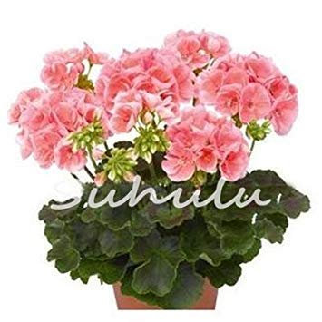 50 pc 100% Semi Vero Geranio in Vaso Balcone Piantare Stagioni rari Semi Pelargonium in Vaso dei Fiori per Indoor 5