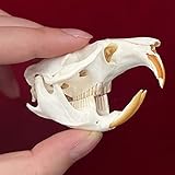 Zoom IMG-1 tassidermia di veri animali teschi Zoom IMG-1 tassidermia di veri animali teschi