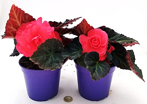 POWERS TO FLOWERS - BEGONIA TUBEROSA ROSA INTENSO, 2 PIANTE, VASO 12CM DIAMETRO, piante vere