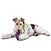 PetSafe Premier Busy Buddy Squirrel Dude, Medium