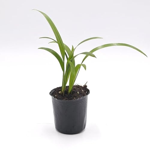 RP̃CeA RPE eE R쑐 ۖ~ ۋ Jm`N