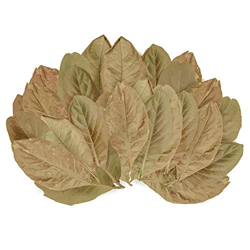 SunGrow Turtle Leaves, 2 Inches, Balances pH Levels, Beneficial Terrarium Decor, Lowers Stress in Turtles, 100 Leaves per Pack
