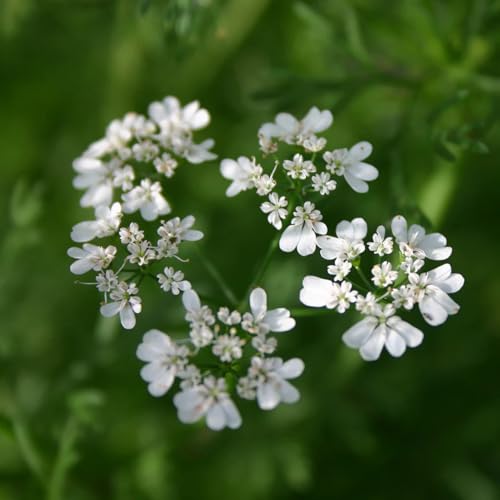 Aceite Esencial Puro de Cilantro Orgánico 5 ml miniatura 2