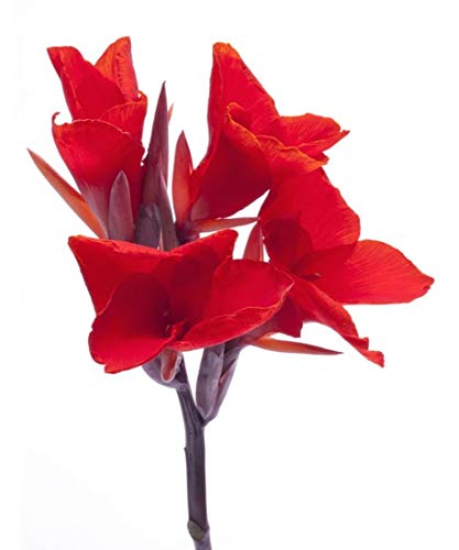 Canna indica -Indisches Blumenrohr -50 Samen - Canna indica -Indisches Blumenrohr -50 Samen -