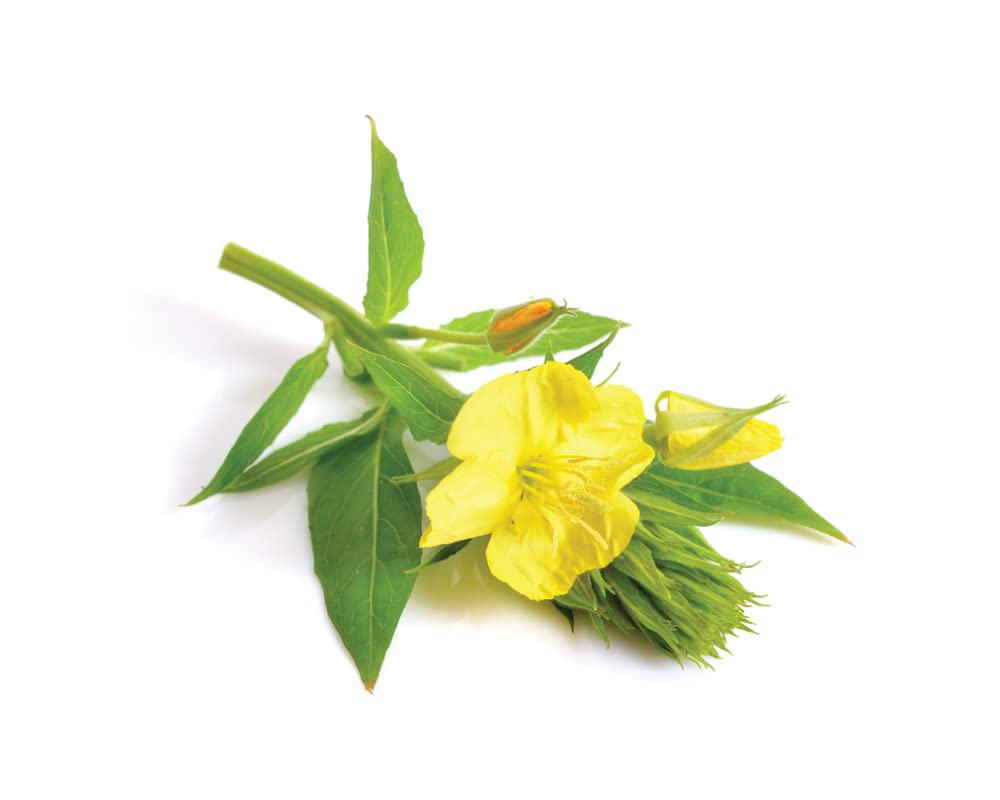 Evening Primrose - Oenothera biennis Flower Seeds, Approx2500 Seeds Home Garden Planting by Heavy Torch, 2500 Seeds