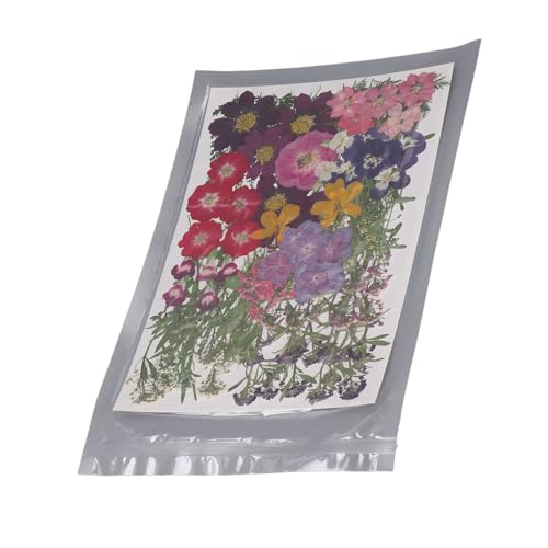 110 flores prensadas secas para manualidades miniatura 5