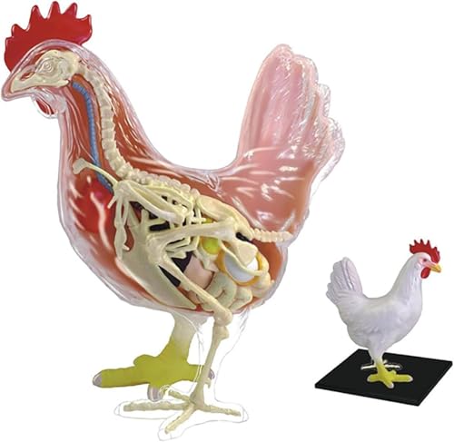 Modèle d'anatomie de poulet pour captiver la classe pendant les cours de SVT