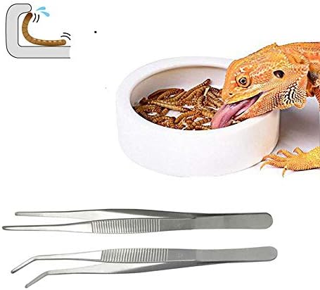 worm dish mealworm feeder