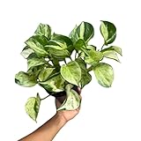 PLANTVERS Manjula Pothos in 4' Decorative Pot – Live Variegated Pothos Plant – Easy Care Indoor Houseplant – Air Purifying Low Maintenance Plant for Home or Office Décor