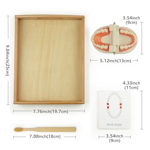 MEROCO Montessori Practical Life Brushing Teeth Model and Cards Montessori Homeschool Learning Preschool Toys for Toddlers - Image 4