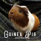  Guinea Pig 2022 Calendar: Cute Pets Mini Planner Jan 2022 to Dec 2022 PLUS 6 Extra Months Of 2023  Pictures Gift Idea For Animal Lovers Kalendar calendario calendrier