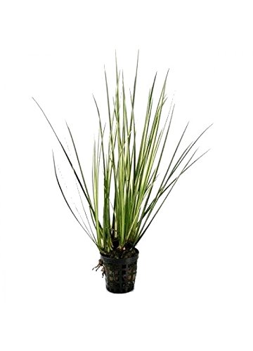 PondPlantsUK Acorus gramineus VAR. variegatus - Aquarium Plants