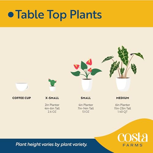 Image of Costa Farms Money Tree Live Plant | 8-10 Inches Tall | Easy to Grow Indoor Houseplant in 2.5 Inch Plant Pot | Live Bonsai Home, Office, or Room Decor | Garden, Birthday, and Housewarming Gift