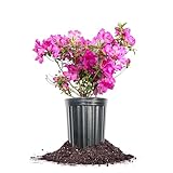 Perfect Plants Formosa Lavender Azalea 1 Gallon | Live Shrub for Landscaping | Early Spring Blooms