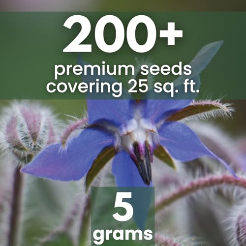 Borage – 200 Seeds for Planting – 2026 Season – 5 Gram Pouch - Image 2