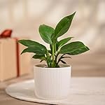 UGAOO Peace Lily Plant in White Ibiza Pot | Indoor Flowering Air-Purifying Plant for Home, Bedroom & Living Room Decor