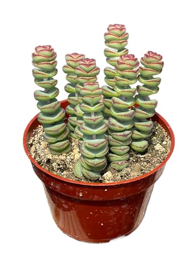 Live Succulent 4" Crassula Baby Necklace, Succulents Plants Live, Succulent