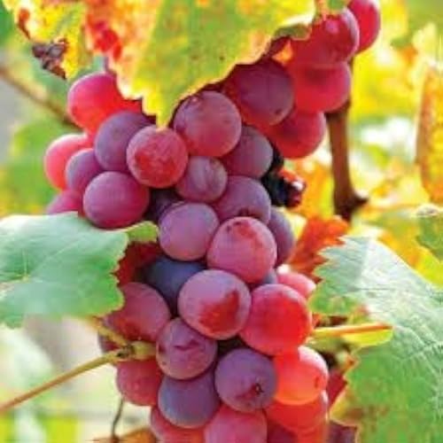 Image of G- All-Time 12 Months Hybrid (GRAFTED) Live Fruit Plant Original & Authentic Organic Tree for Outdoor Fast-Growing Fruit Plant Home Gardens Sweet Healthy Plant Pack Of-1 (Red Grapes Plant, Medium)