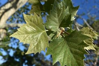 Pianta di Platanus x hibrid, Platano pianta a foglia caduca, astoni H125cm