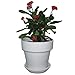9GreenBox - Red Crown of Thorns Plant - Euphorbia splendens - 4" Pot