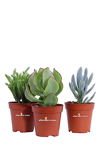 Set di 3 Piante Succulente Set di piante grasse piante da interno piante da esterno Set ornamentale di piante succulente piante da arredo piante vere vendute da eGarden.store