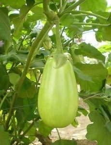 Brinjal Big Green Eggplant Organic Vegetable Seeds 500 seeds