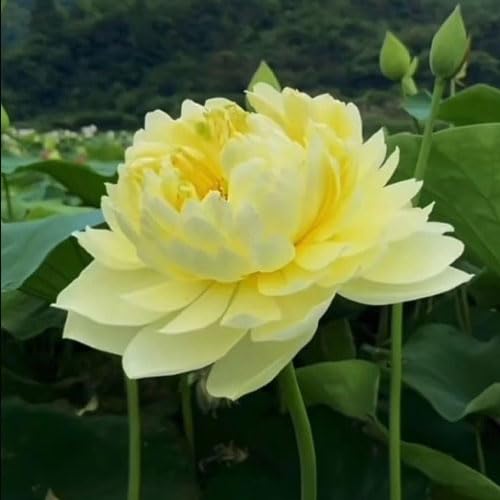 Image of vERY Beautiful All Season Drop Blood Red+YellowWater Lotus(Pack Of-2) /Water Kamal /Water Lily Plant (TUBER) Original Hybrid Veriety Blloming With In 30 Days For Outdoor & Indoor Live Plant.