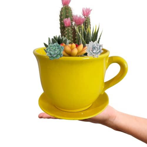 Macetas, Home Imagen adicional