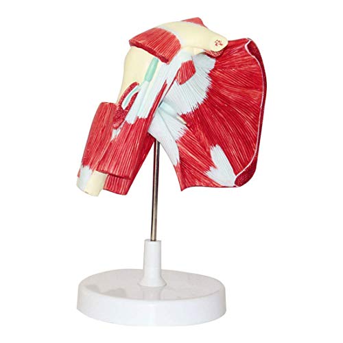 Bildungsmodell Schultergelenk Muskel Anatomie Modell Medizinisches anatomisches Schultergelenk Modell Lehrdemonstrationsmodell,Medizinische Modelle Cover