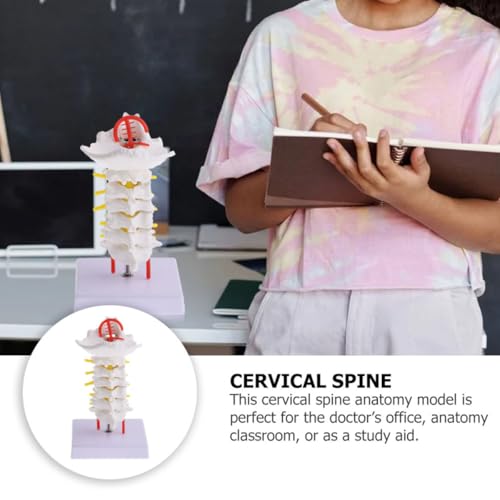 Modèle colonne cervicale en PVC avec support pour éviter les schémas complexes en classe - 3