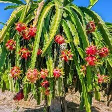 Dragon fruit live plant big size (pack of 3)