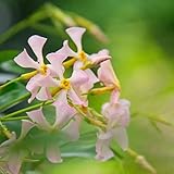 jasmin büropflanzen herbstblumen winterhart exotische zimmerpflanzen blumenwiese herbstaussaat...