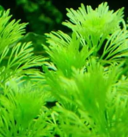 AMBULIA Beautiful Tropical OXYGENATING Healthy Aquarium Plants Aquatic Shrimp (3)