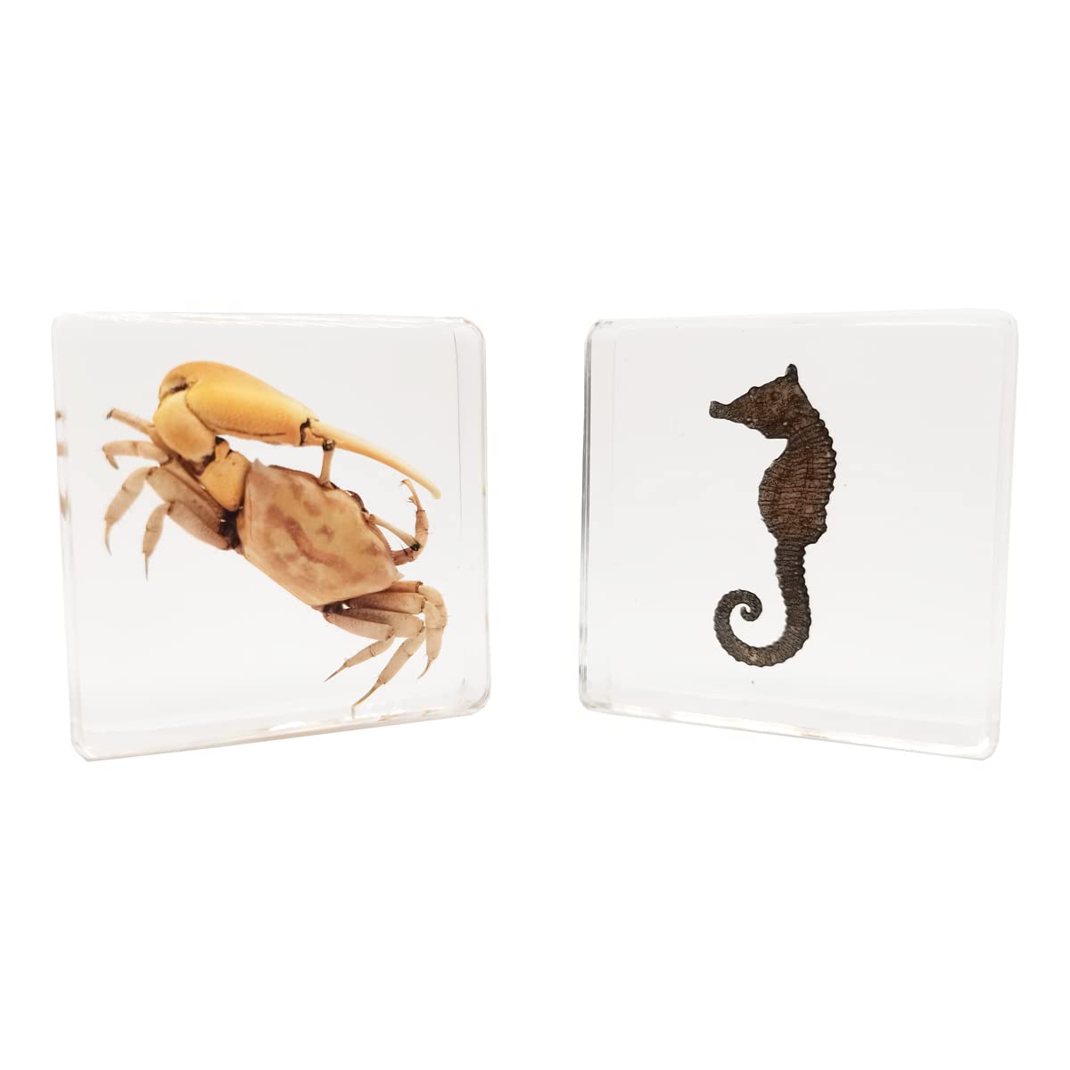 FlyingBean Insect Specimens Set, Fiddler Crab and Sea Horse Specimens in Resin, Animal Taxidermy Collection for Science Education & Desk Ornament (