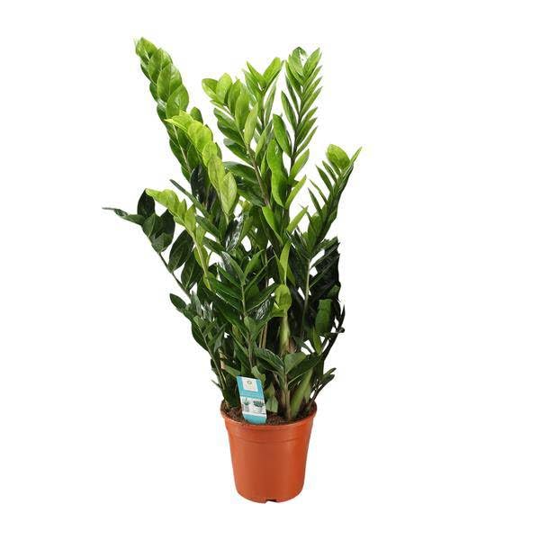 Glücksfeder Zamioculcas Zamiifolia Zimmerpflanze Ø21cm 95cm – pflegeleichte Grünpflanze für Wohnzimmer, Büro & helle Standorte kaufen