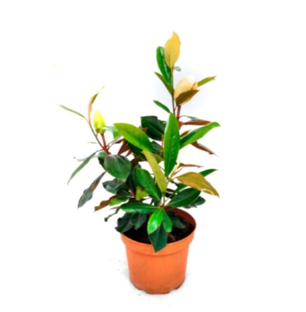 Planta natural Magnolia Grandiflora, 30-40 cm. Árbol majestuoso con flores blancas y hojas brillantes. Segura Garden.