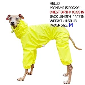 Italian greyhound raincoat waterproof jacket windbreaker clothes whippet for dog mraincoat yellow   cucciolini doodles