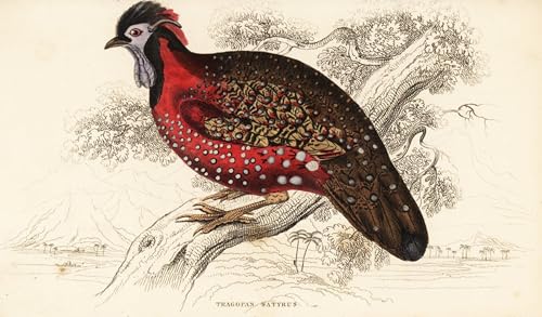 Affiche Satyr Tragopan Lizars 60x90cm pour habiller un grand mur vide de chambre