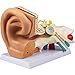 VEVOR Human Ear Anatomy Model, 5 Times Enlarged Human Ear Model, PVC Plastic Anatomical Ear Model for Education, Human Ear Anatomy Displaying Outer, Middle, Inner Ear with Base, 3pcs (2 Removable)