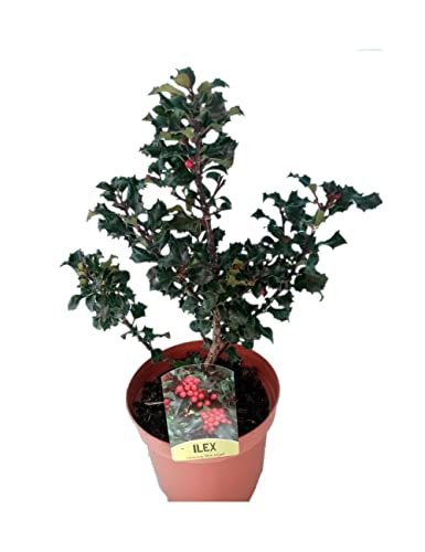 Acebo Natural Árbol de Exterior de Frutos Rojo Intensos