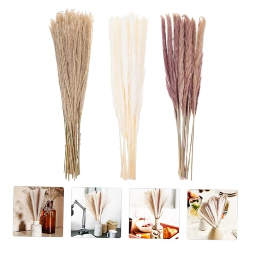 IMIKEYA 300 Peças Flores de junco secas cana de enchimento de vaso cana seca adorna plantar decoraçã