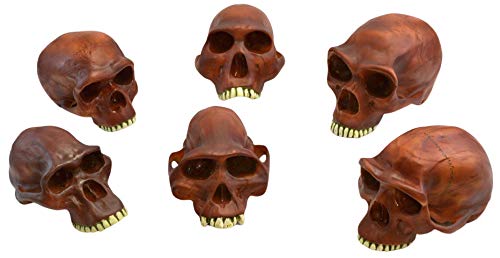 Image of EISCO Prehistoric Skull Replicas, Set of 6 - Approx. 10 inch Size Each - Afarenis, Africanus, Habilis, Erectus, Neanderthalensis and Steinheim Cranium Models