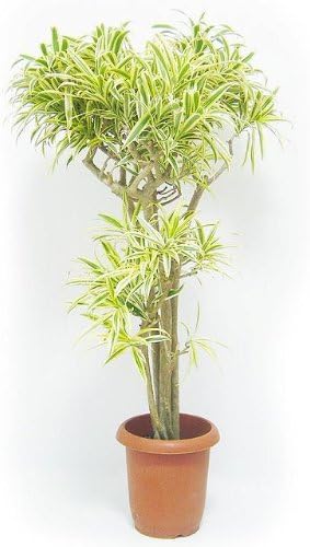 Amazon ソングオブインディア 8号サイズ Makimo Plant 観葉植物 通販