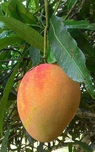 Image of Ratnagiri Alphonso Mango Plant Grafted Live Hapus Tree 2-3 Feet