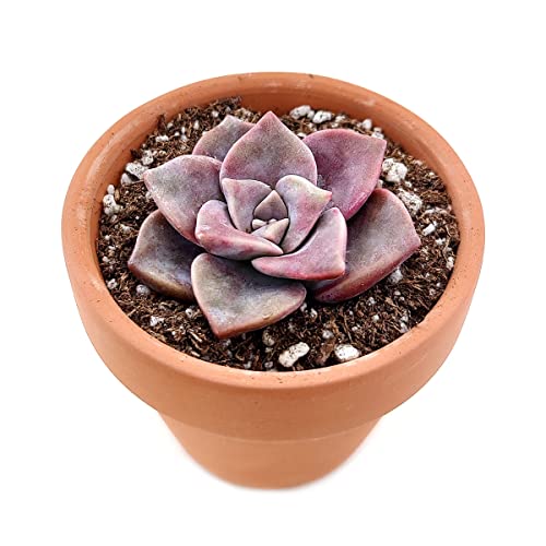SUCCULENTS BOX Graptopetalum Superbum Live Plant #TOP27