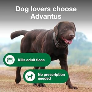 Advantus (Imidacloprid) Soft Chew Flea Treatment for Dogs. 23-110 lbs., 7 ct — photo 3 of 6