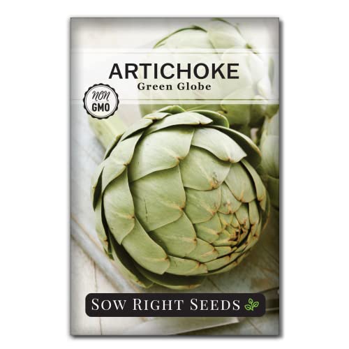 Sow Right Seeds - Artichoke Green Globe Seeds for Planting - Non-GMO Heirloom Packet with Instructions to Plant and Grow an Outdoor Home Vegetable Garden - Perennial - Tall with Edible Flower Buds (1)